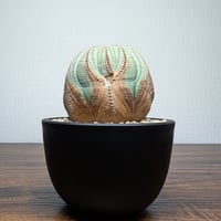 ユーフォルビア オベサR82-31