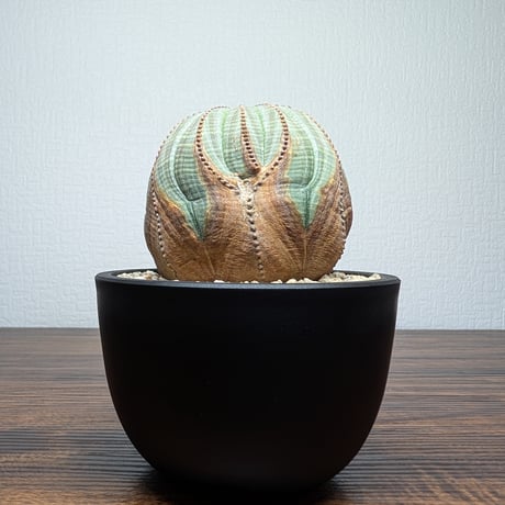 ユーフォルビア | STORES