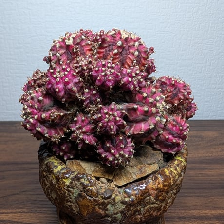 ギムノカリキウム Trex × PinkDiamond Crist R7-0501