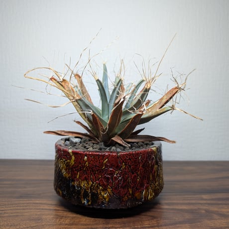 レウクテンベルギア プリンキピス ～晃山～ | BizarrePlants Ueshin