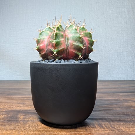 ギムノカリキウム　Mihanovichii　Hyb (39)