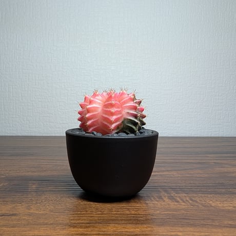 ギムノカリキウム ミハノビッチ R8-13