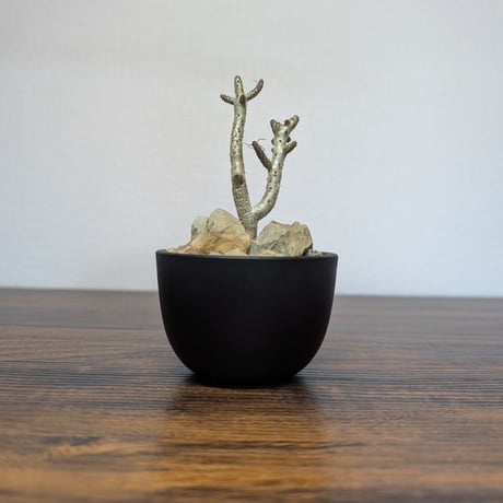 CATEGORY その他多肉植物 | BizarrePlants Ueshin