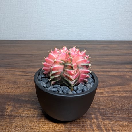 ギムノカリキウム ミハノビッチ R8-13