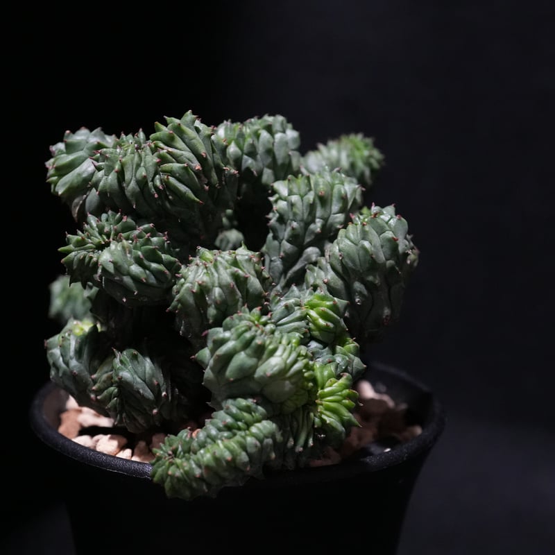 ユーフォルビア オベサ 綴化 | BizarrePlants Ueshin