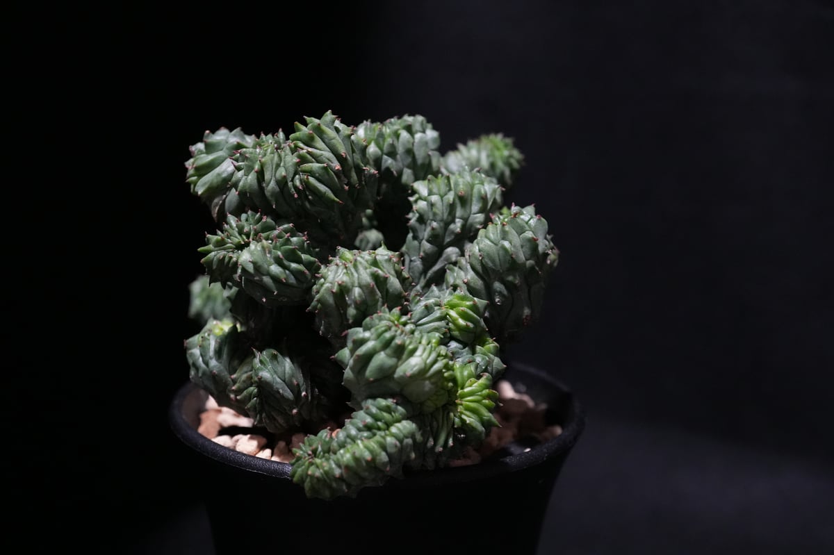 ユーフォルビア オベサ 綴化 | BizarrePlants Ueshin