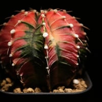 エリオシケ パウシコスタータ（黒冠王） | BizarrePlants Ueshin