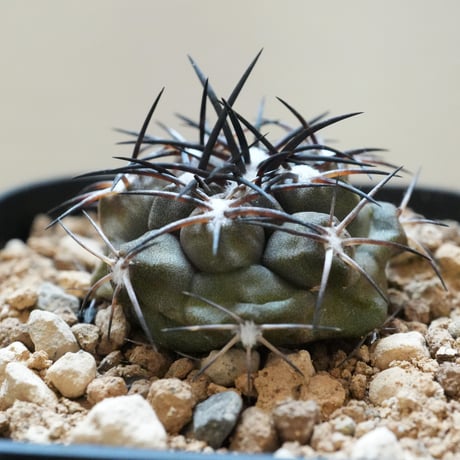 コピアポア // デュラ // ハイブリッド / 斑入り（20250803-8） 銅鑼丸 Copiapoa dura kk607 コピアポア デュラ Leafy_works