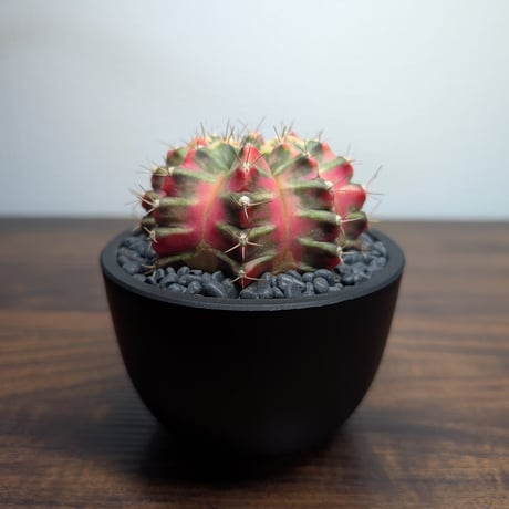 ギムノカリキウム Mihanovichii　Hyb　（38）