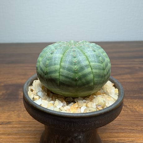 ユーフォルビア オベサ ミニ陶器鉢 R84-2
