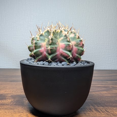 ギムノカリキウム Mihanovichii　Hyb　（30）