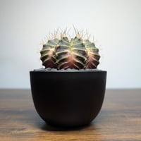 ギムノカリキウム　Mihanovichii　Hyb （31）