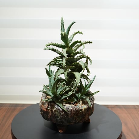 CATEGORY その他多肉植物 | BizarrePlants Ueshin