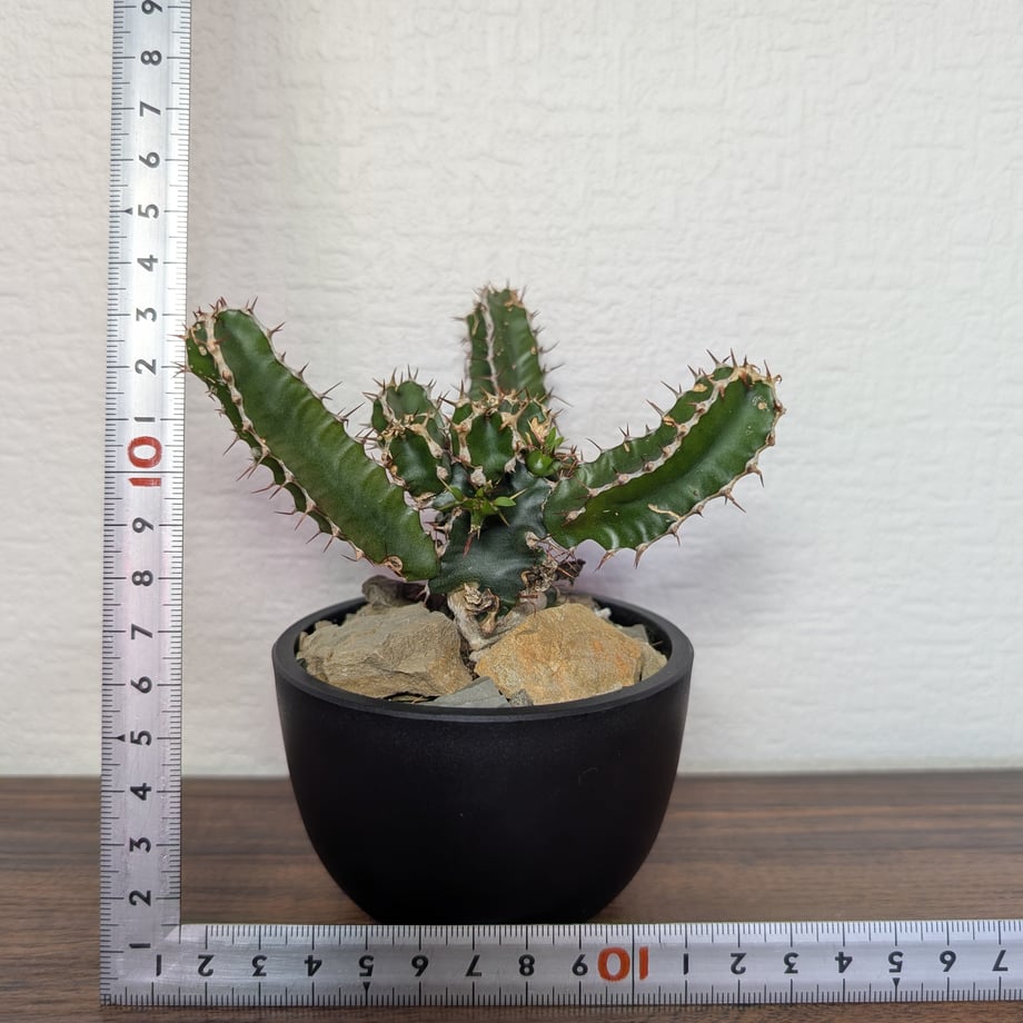 6a0556849c8b6212491212cb