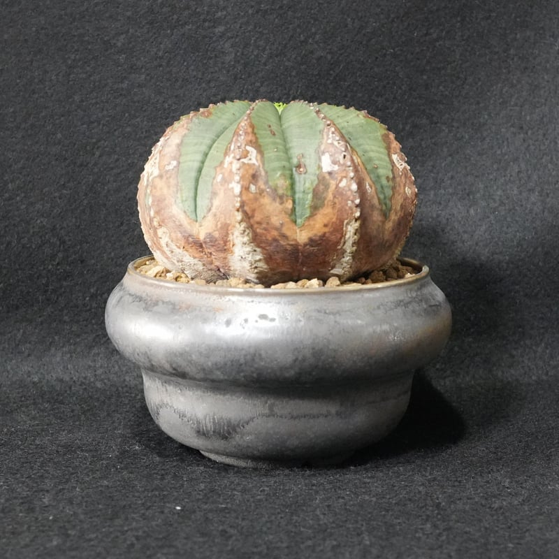 ユーフォルビア オベサ | BizarrePlants Ueshin