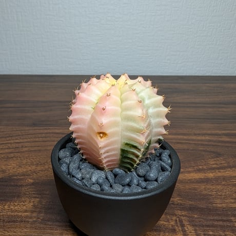 ギムノカリキウム ミハノビッチ R8-14