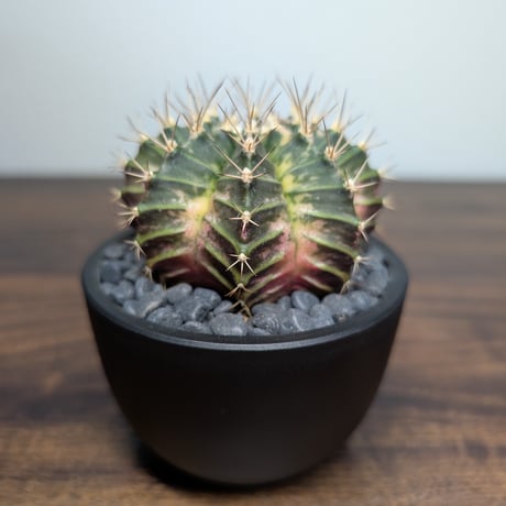 ギムノカリキウム　Mihanovichii　Hyb （31）