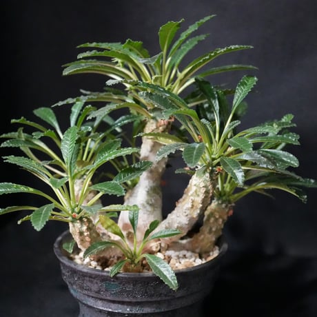 CATEGORY その他多肉植物 | BizarrePlants Ueshin