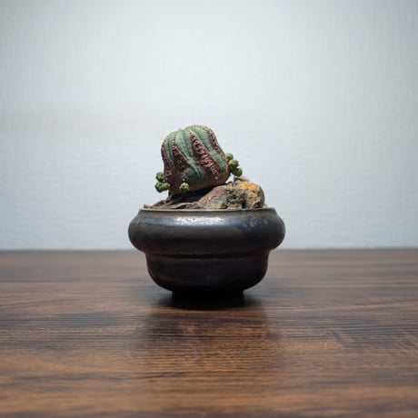 オベサ | STORES