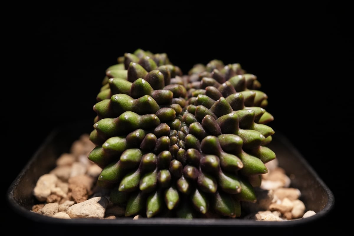 ギムノカリキウム Mihanovichii Crist （42） | BizarrePlant