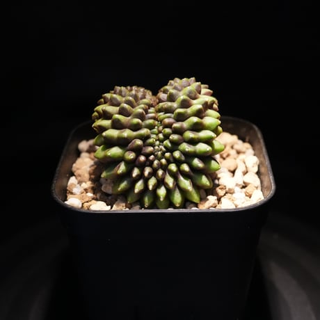 ギムノカリキウム　Mihanovichii　Crist　（42）