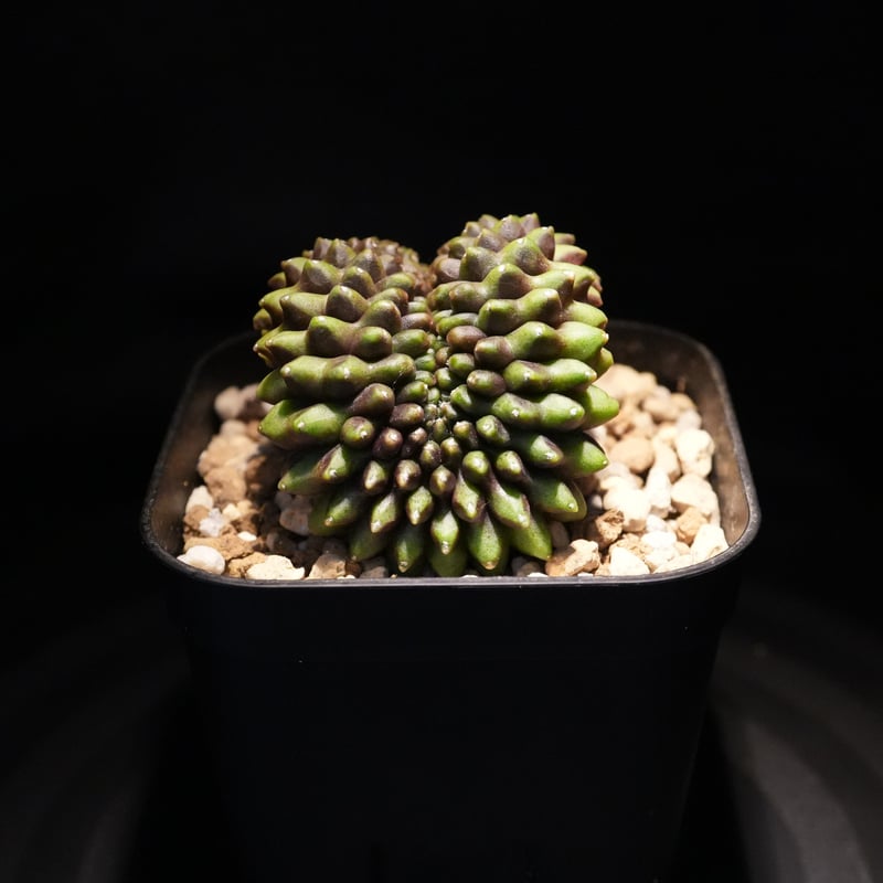 サボテン ギムノカリキウム G.Mihanovichii - 実生 ギムノカリキウム Mihanovichii Crist （42） | BizarrePlant