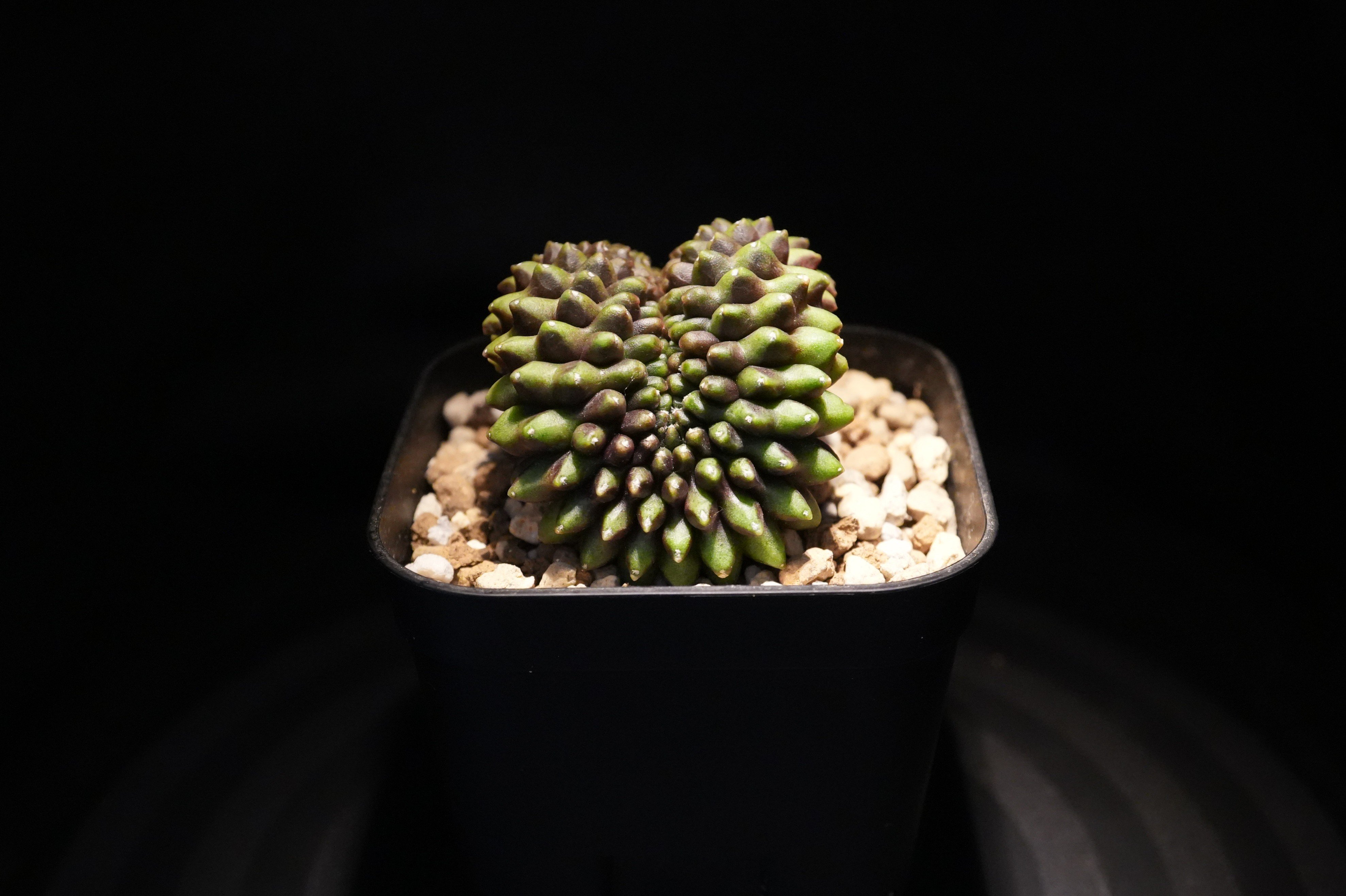 ギムノカリキウム Mihanovichii Crist （42） | BizarrePlant