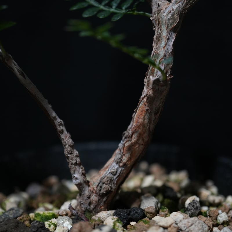 オペルクリカリア　パキプス　枝差し株 オペルクリカリア パキプス 根ざし | BizarrePlants Ueshin