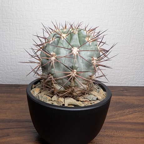 アカントカリキウム グラウカム R8-1