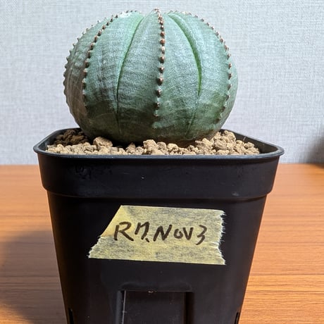 ユーフォルビア | STORES