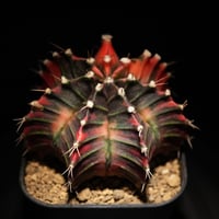 ギムノカリキウム　Mihanovichii　Hyb （20）