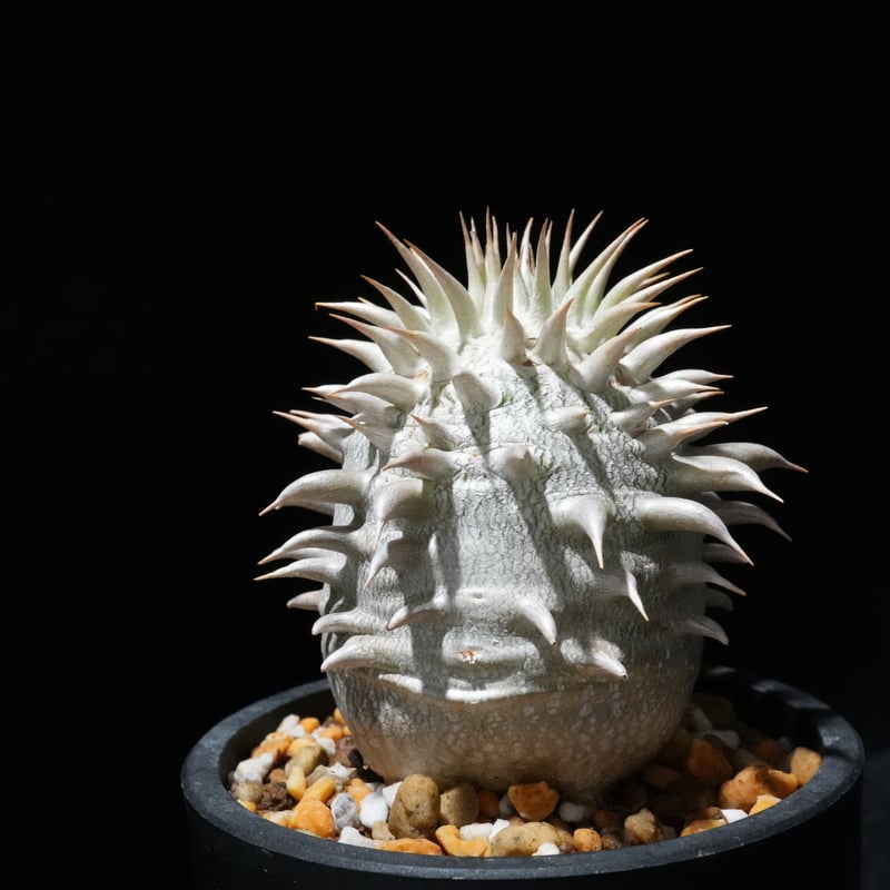 パキポディウム レウコキサンツム | BizarrePlants Ueshin