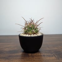フェロカクタス Hyb  R7.NOV11