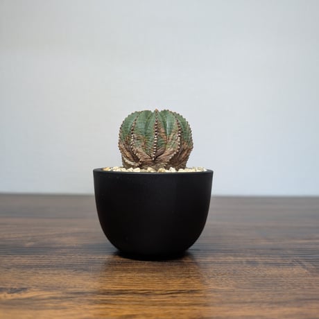 CATEGORY ユーフォルビア オベサ | BizarrePlants Ueshin