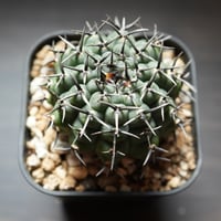 ギムノカリキウム　Asterium　（43）