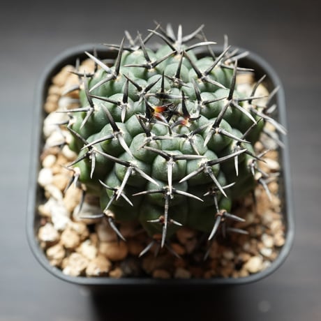 CATEGORY 黒系 | BizarrePlants Ueshin