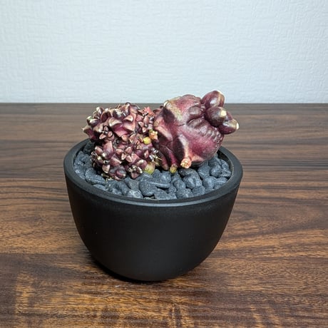 ギムノカリキウム デイドリーム モンストローサ R8-11