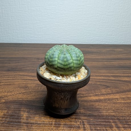 ユーフォルビア オベサ ミニ陶器鉢 R84-2