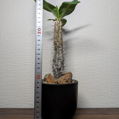 ユーフォルビア ホロンベンシス R85-5