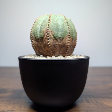 ユーフォルビア | STORES