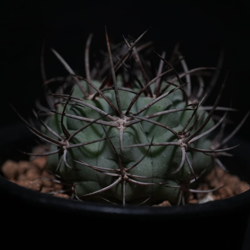 エリオシケ パウシコスタータ（黒冠王） | BizarrePlants Ueshin