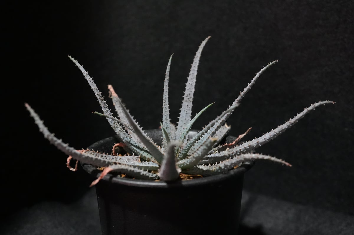 多肉植物アエオニウム ❤️ ナガ女王 ❤️ 成長した姿 2023年6月12日 アエオニウムの花 | 姫路カクタスのサボテン