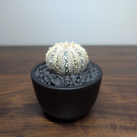 アストロフィツム　スーパー兜丸 R84-29