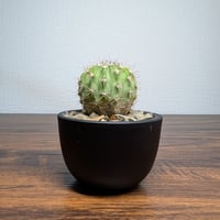 アカントカリキウム スピニフロルム R8-9