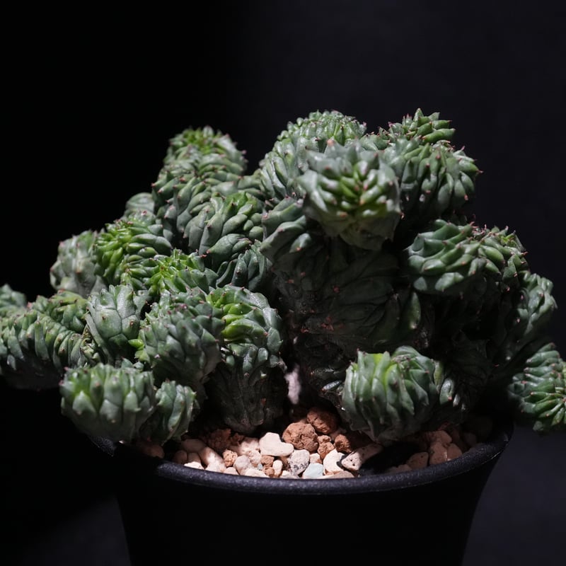 上*司様 ユーフォルビアオベサ綴化　8.6センチ 上*司様 ユーフォルビアオベサ綴化 8.6センチ 上*司様 ユーフォルビア