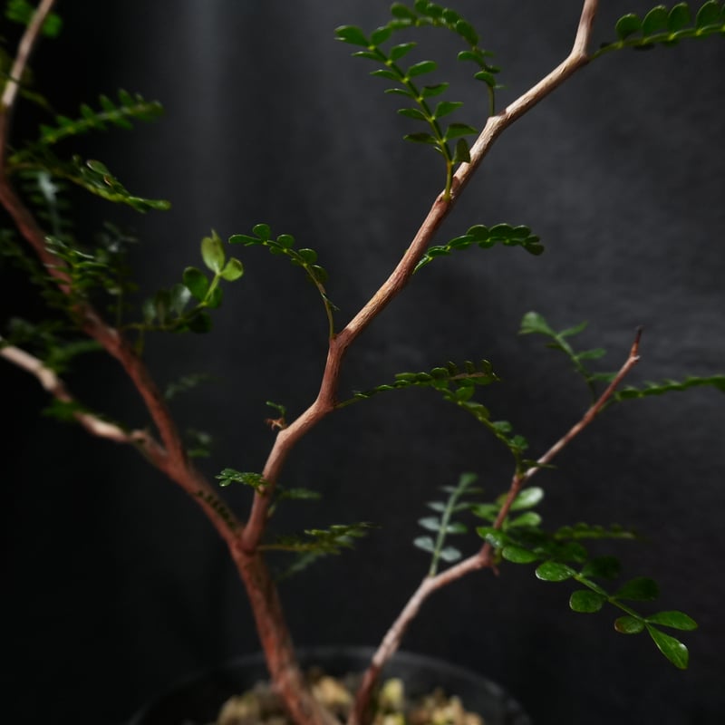 オペルクリカリア パキプス 根ざし | BizarrePlants Ueshin