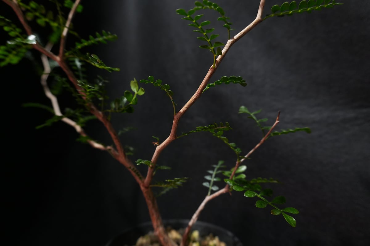 オペルクリカリア パキプス 根ざし | BizarrePlants Ueshin