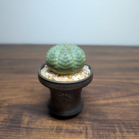 ユーフォルビア オベサ ミニ陶器鉢 R84-2