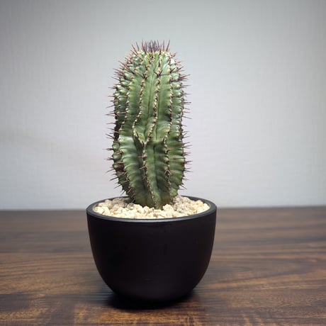 ユーフォルビアポリゴナ | STORES