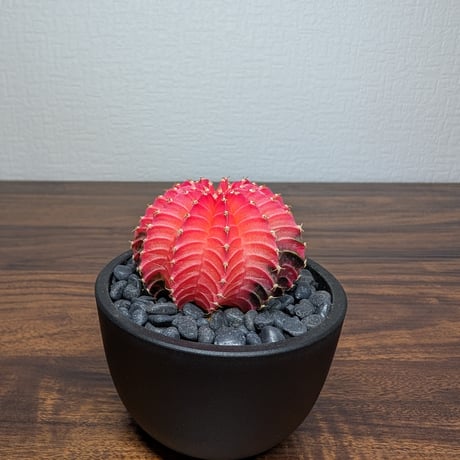 ギムノカリキウム ミハノビッチ Hyb R8-12